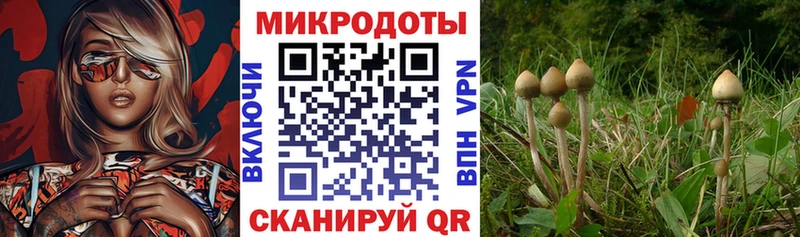 блэк спрут ONION  Ивантеевка  Псилоцибиновые грибы Magic Shrooms 
